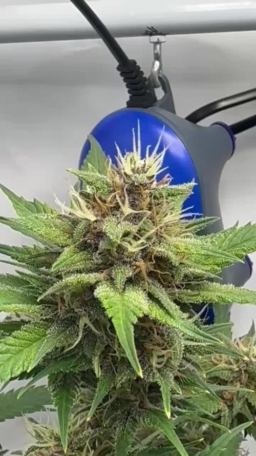 Trippy 2nd DWC Experience (FB LSD-25)
