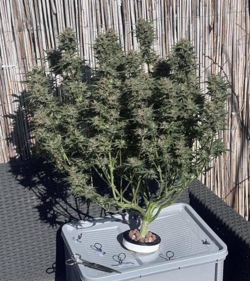 Trippy 2nd DWC Experience (FB LSD-25). Week 12
