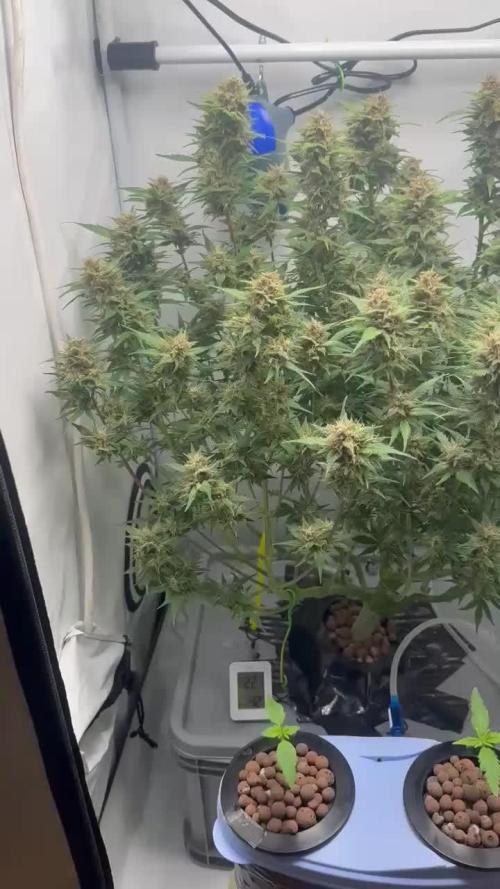 Trippy 2nd DWC Experience (FB LSD-25)