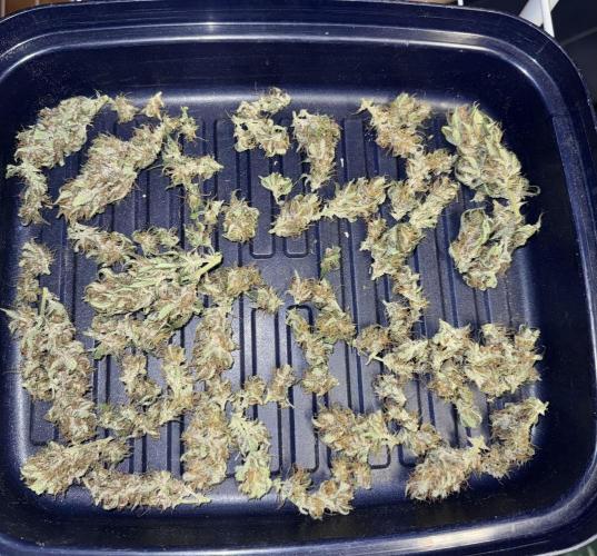 Trippy 2nd DWC Experience (FB LSD-25). Week 12