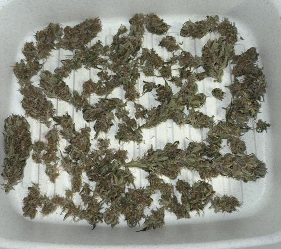 Trippy 2nd DWC Experience (FB LSD-25). Week 12