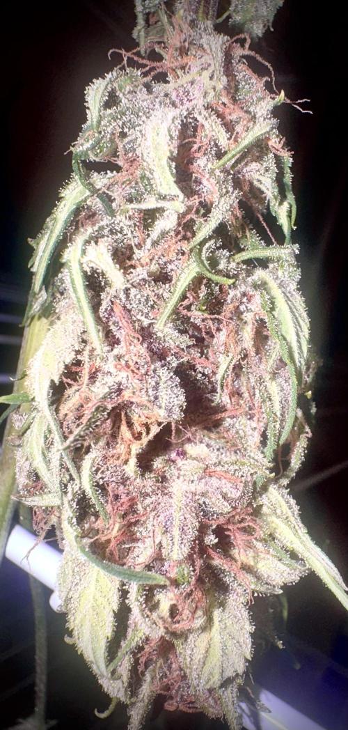 Trippy 2nd DWC Experience (FB LSD-25). Week 12