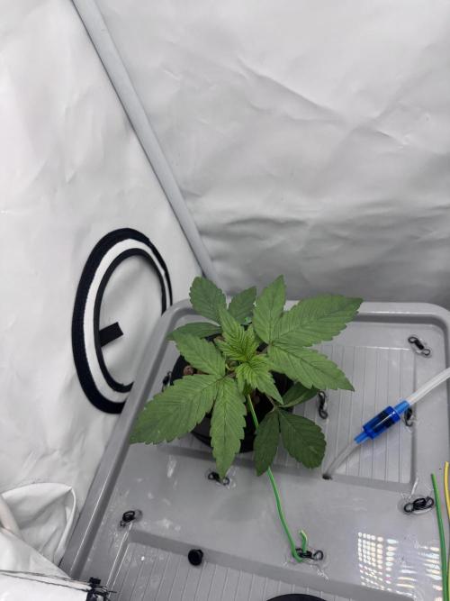 Mexican METH 🇲🇽. Week 2