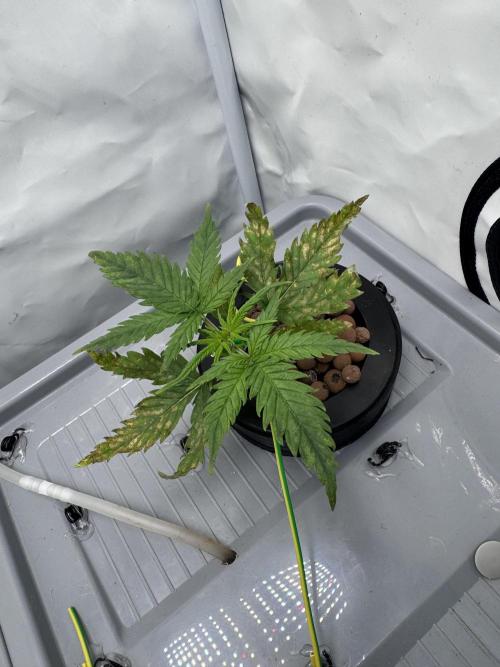 Mexican METH 🇲🇽. Week 2
