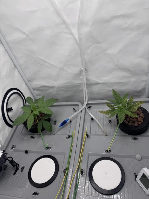 Mexican METH 🇲🇽. Week 2