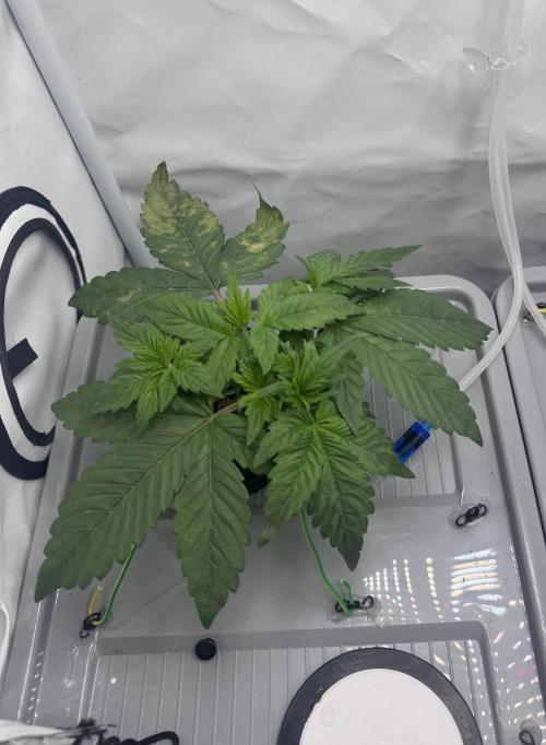 Mexican METH 🇲🇽. Week 3