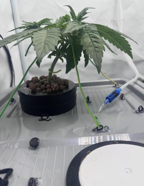 Mexican METH 🇲🇽. Week 3