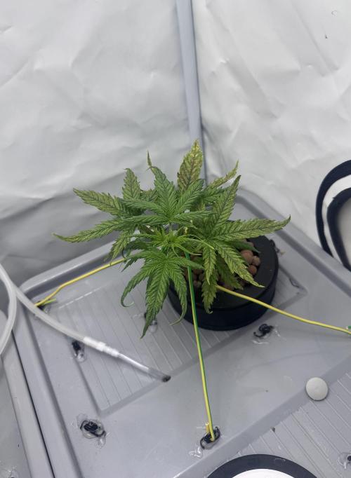 Mexican METH 🇲🇽. Week 3