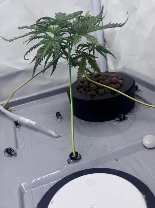 Mexican METH 🇲🇽. Week 3
