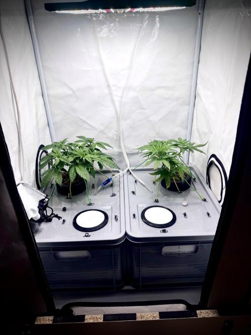 Mexican METH 🇲🇽. Week 4