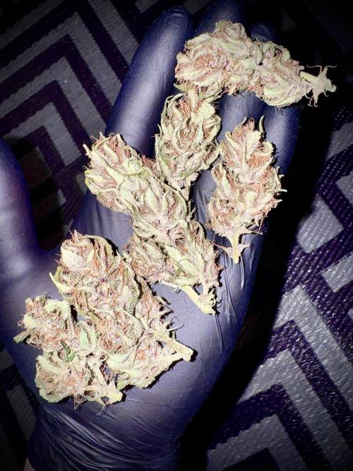 Trippy 2nd DWC Experience (FB LSD-25). Week 12