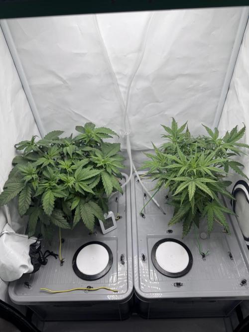 Mexican METH 🇲🇽. Week 5