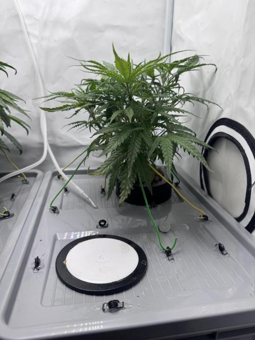 Mexican METH 🇲🇽. Week 5