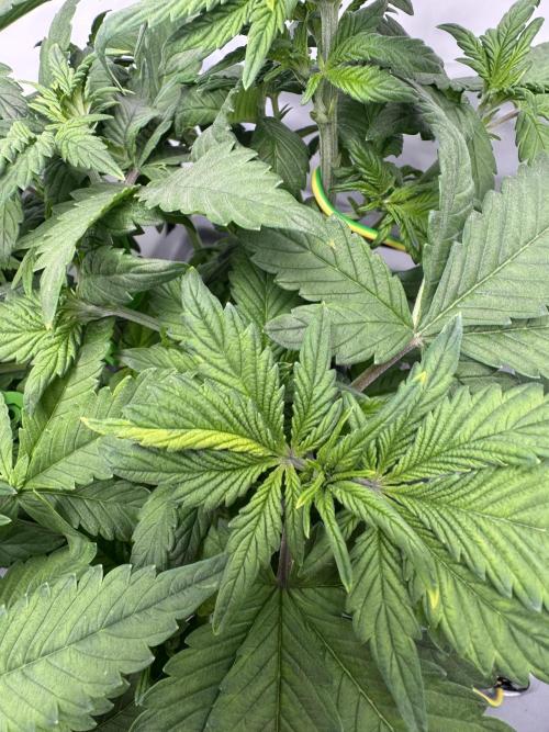 Mexican METH 🇲🇽. Week 5