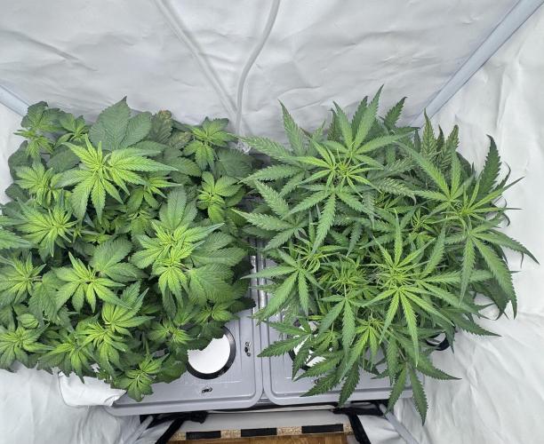 Mexican METH 🇲🇽. Week 6