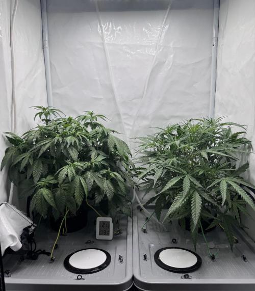 Mexican METH 🇲🇽. Week 6