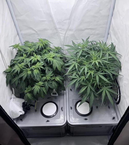 Mexican METH 🇲🇽. Week 6