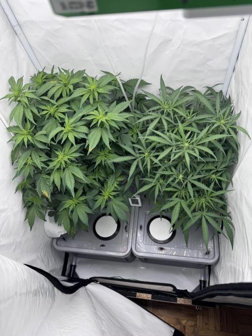 Mexican METH 🇲🇽. Week 7