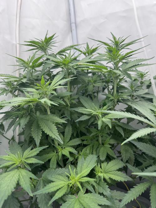 Mexican METH 🇲🇽. Week 7