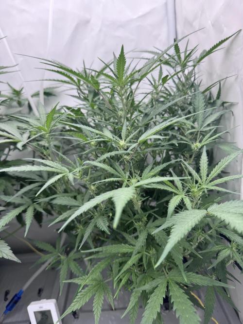 Mexican METH 🇲🇽. Week 7