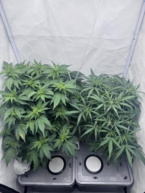 Mexican METH 🇲🇽. Week 7
