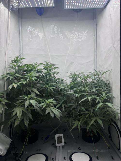 Mexican METH 🇲🇽. Week 7