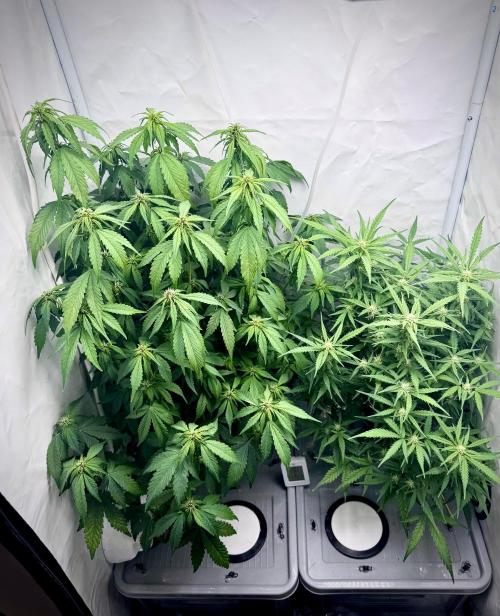 Mexican METH 🇲🇽. Week 8