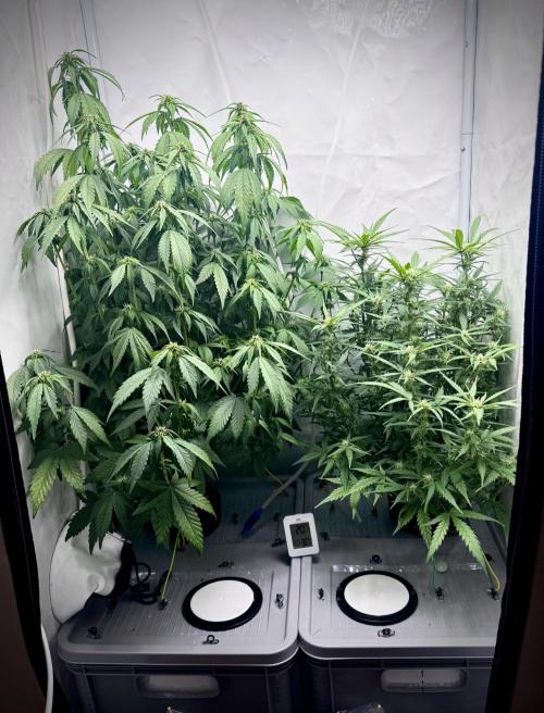 Mexican METH 🇲🇽. Week 8