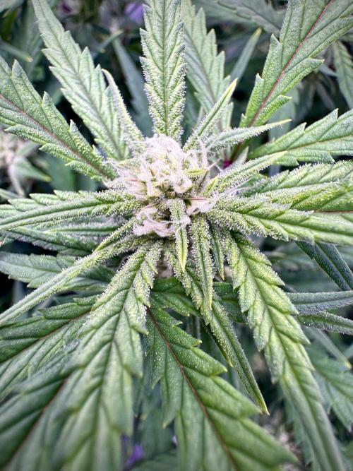 Mexican METH 🇲🇽. Week 8