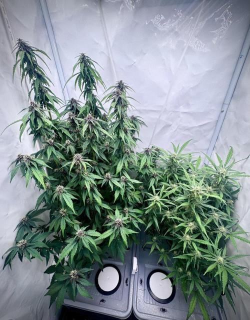 Mexican METH 🇲🇽. Week 9