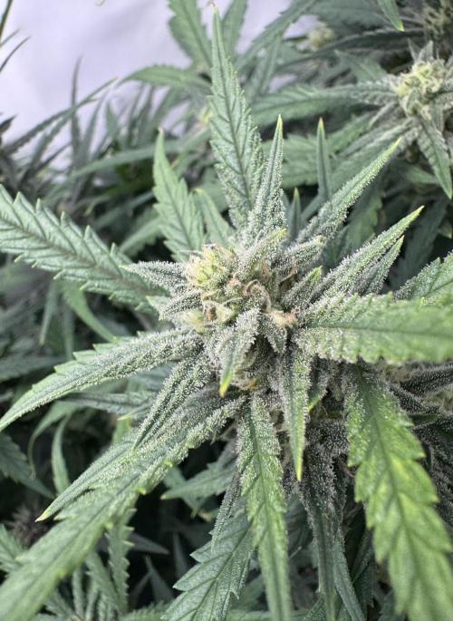 Mexican METH 🇲🇽. Week 9