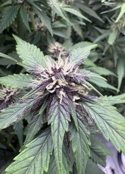 Mexican METH 🇲🇽. Week 9