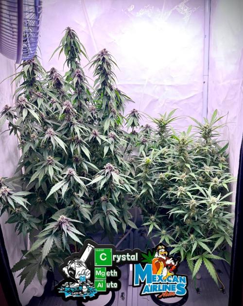 Mexican METH 🇲🇽. Week 9