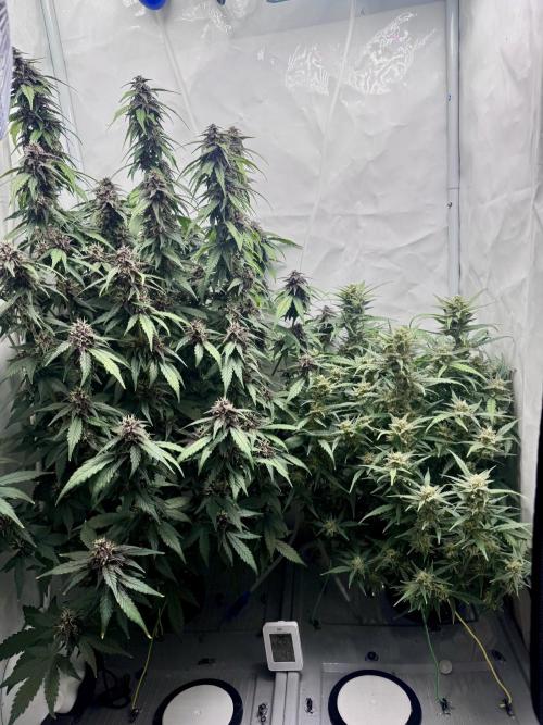 Mexican METH 🇲🇽. Week 10