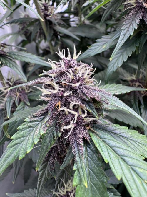 Mexican METH 🇲🇽. Week 10
