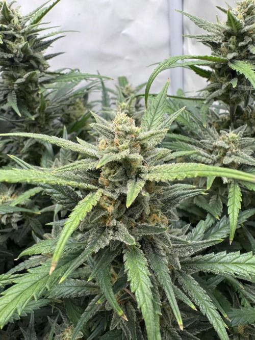 Mexican METH 🇲🇽. Week 10