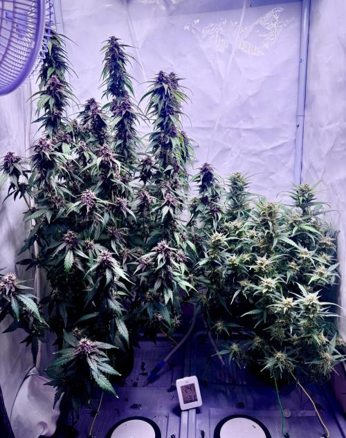 Mexican METH 🇲🇽. Week 10
