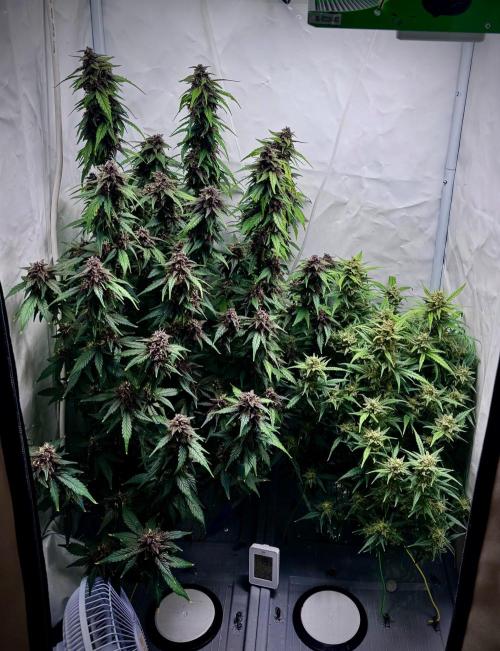 Mexican METH 🇲🇽. Week 11