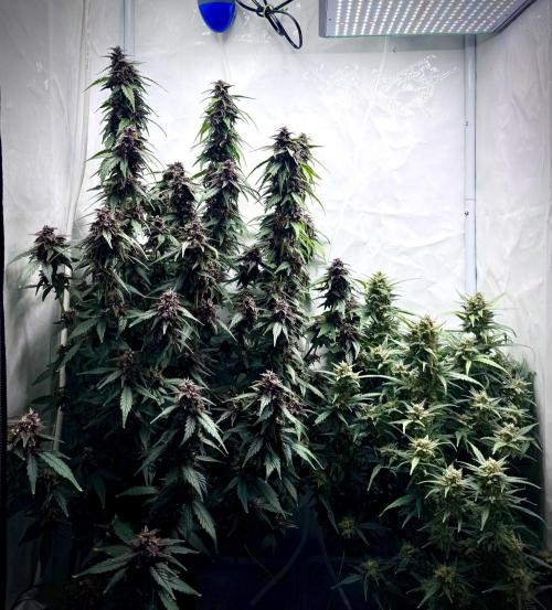 Mexican METH 🇲🇽. Week 11