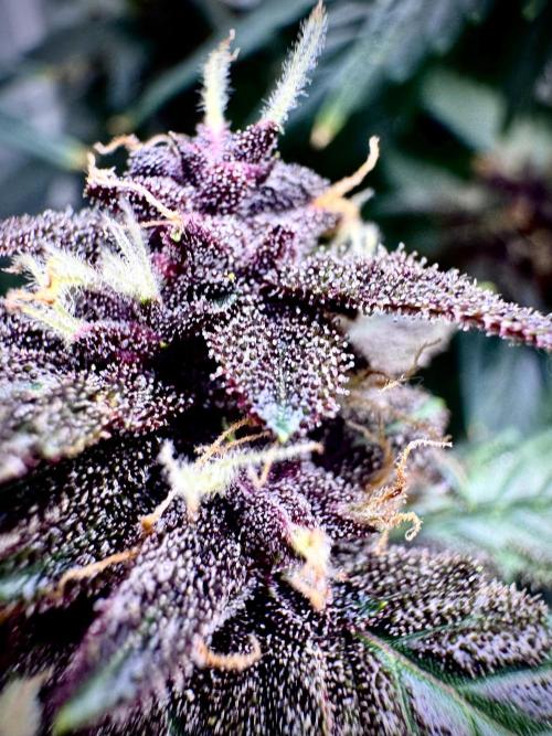 Mexican METH 🇲🇽. Week 11