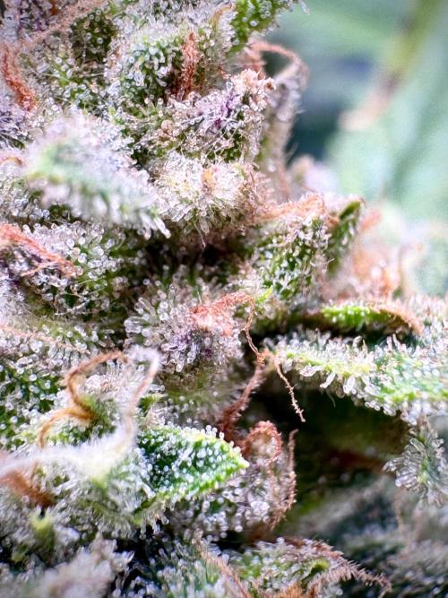 Mexican METH 🇲🇽. Week 11