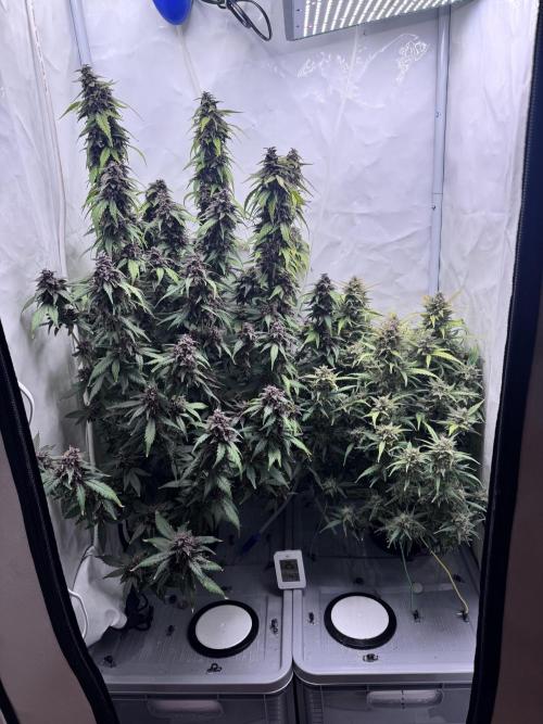 Mexican METH 🇲🇽. Week 12