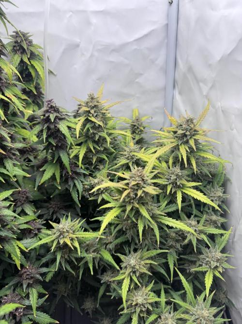 Mexican METH 🇲🇽. Week 12