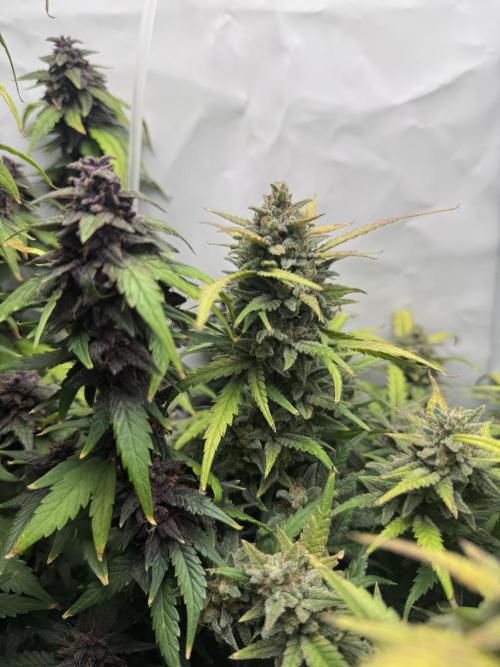 Mexican METH 🇲🇽. Week 12