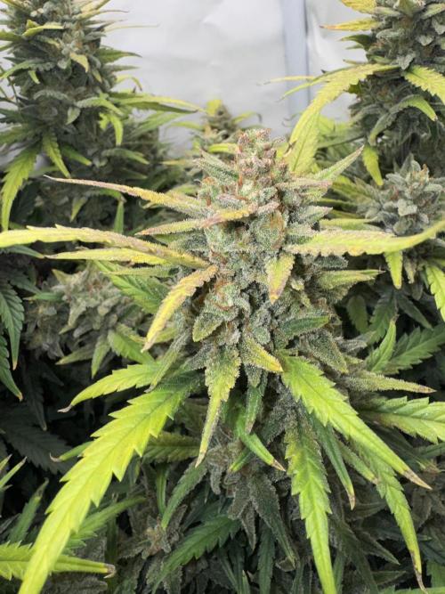 Mexican METH 🇲🇽. Week 12