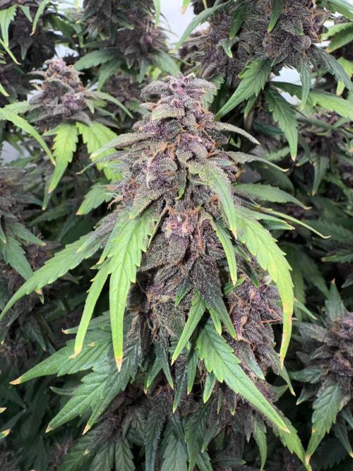 Mexican METH 🇲🇽. Week 12