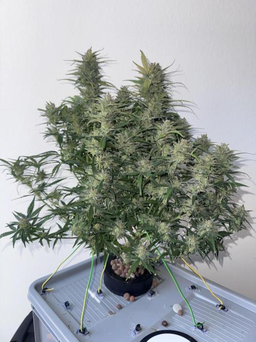 Mexican METH 🇲🇽. Week 13