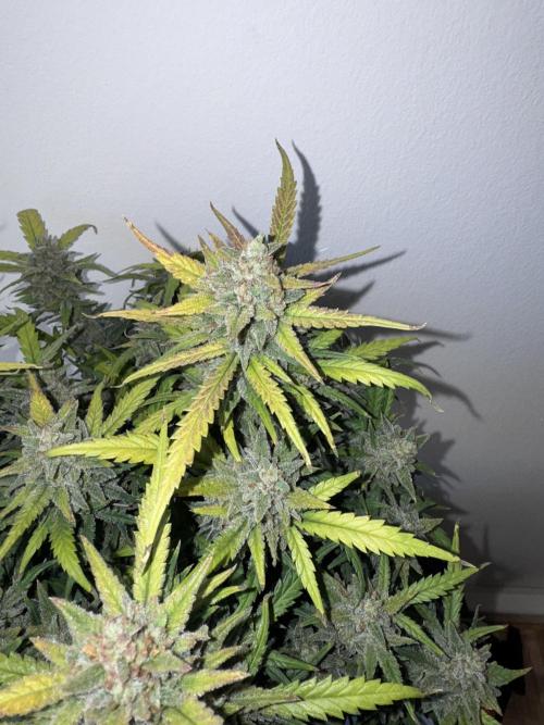 Mexican METH 🇲🇽. Week 13
