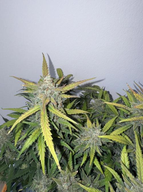 Mexican METH 🇲🇽. Week 13