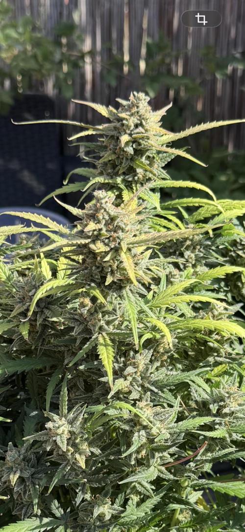 Mexican METH 🇲🇽. Week 13